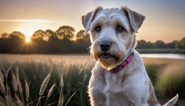 HQ,solo,blue eyes,outdoors,sky,tongue,tongue out,blurry,collar,no humans,depth of field,blurry background,animal,grass,scenery,sunset,dog,realistic,sun,animal focus,red collar,animal collar,sunrise,looking at viewer,brown eyes,signature,sunlight,animalization