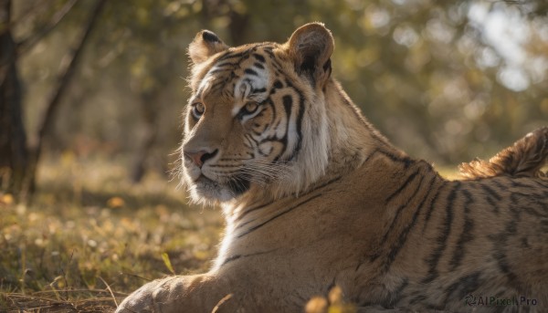 A tiger surrounded by a captivating outdoors