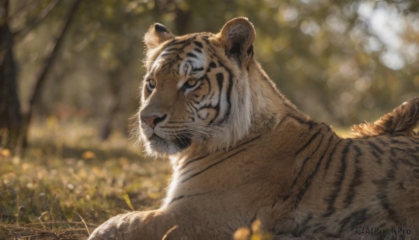 solo, looking at viewer, closed mouth, outdoors, blurry, no humans, depth of field, blurry background, animal, grass, nature, realistic, animal focus, tiger, year of the tiger