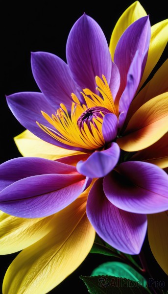 simple background,flower,signature,no humans,leaf,plant,black background,realistic,yellow flower,purple flower,still life,morning glory