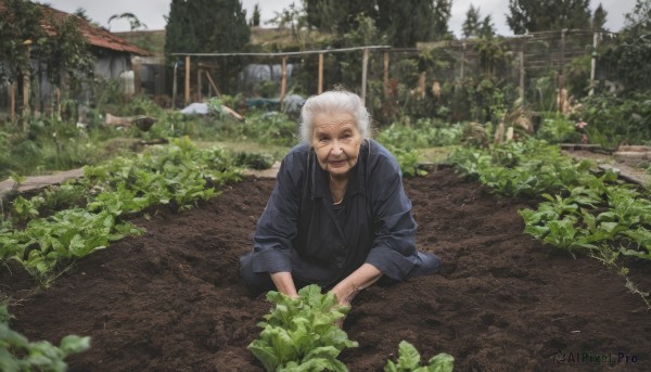 solo,looking at viewer,smile,shirt,1boy,sitting,white hair,male focus,outdoors,day,tree,facial hair,scar,plant,beard,realistic,indian style,old,old man,photo background,old woman,closed mouth,japanese clothes,sky,hair bun,black eyes,single hair bun,grass,scenery,bush,house,vegetable,garden,radish