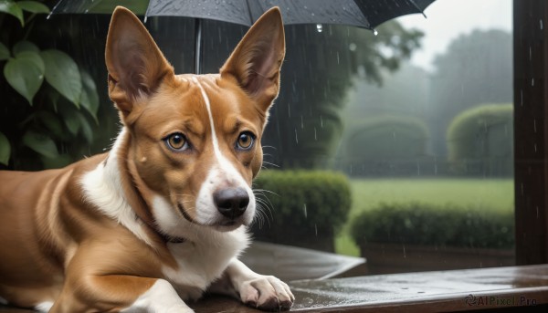 HQ,solo,looking at viewer,brown eyes,outdoors,blurry,tree,wet,no humans,depth of field,blurry background,animal,umbrella,cat,plant,rain,dog,water drop,holding umbrella,realistic,bush,animal focus,whiskers,day,leaf,grass