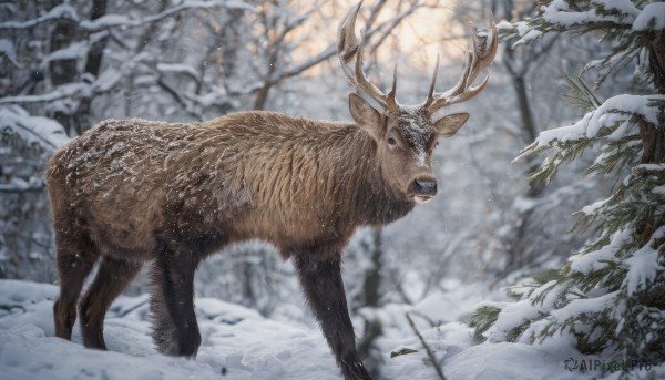 outdoors, blurry, tree, no humans, animal, nature, snow, realistic, branch, antlers, animal focus, winter, bare tree, deer, reindeer