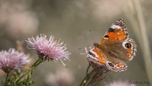 flower, outdoors, blurry, no humans, depth of field, blurry background, animal, sunlight, bug, butterfly, light rays, realistic, purple flower, antennae