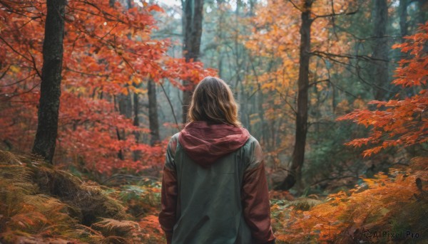 1girl, solo, long hair, brown hair, jacket, outdoors, day, hood, from behind, tree, leaf, hood down, nature, scenery, forest, realistic, facing away, autumn leaves, autumn