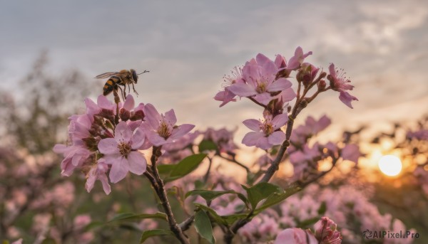 flower, outdoors, sky, cloud, blurry, tree, no humans, depth of field, blurry background, leaf, bug, scenery, pink flower, sun, branch