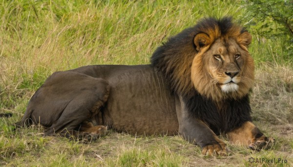 solo,looking at viewer,full body,outdoors,lying,day,artist name,signature,tree,no humans,animal,on side,grass,on stomach,realistic,animal focus,lion,closed mouth