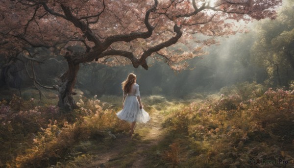 1girl, solo, long hair, brown hair, dress, outdoors, barefoot, from behind, white dress, tree, sunlight, grass, nature, scenery, forest