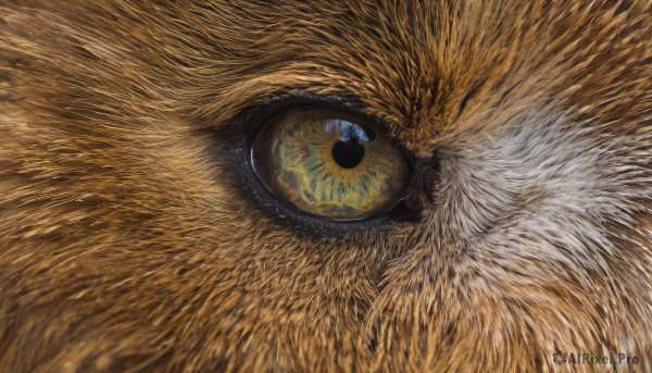 solo,looking at viewer,blue eyes,no humans,animal,traditional media,cat,close-up,reflection,realistic,animal focus,whiskers,oversized animal,eye focus,yellow eyes