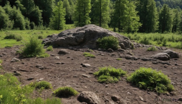 outdoors,day,tree,no humans,traditional media,sunlight,grass,plant,nature,scenery,forest,rock,bush,path,stone,road