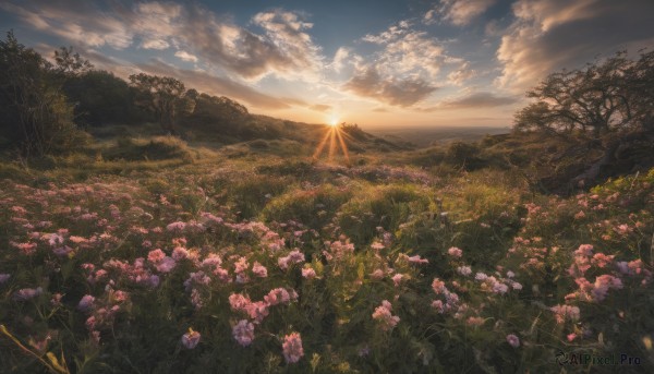 flower, outdoors, sky, cloud, tree, no humans, sunlight, cloudy sky, grass, nature, scenery, sunset, sun, field, flower field, landscape