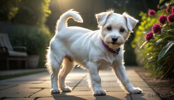 HQ,solo,looking at viewer,blue eyes,standing,full body,flower,outdoors,day,signature,blurry,black eyes,collar,no humans,depth of field,blurry background,shadow,animal,sunlight,cat,plant,dog,realistic,animal focus,animal collar,potted plant