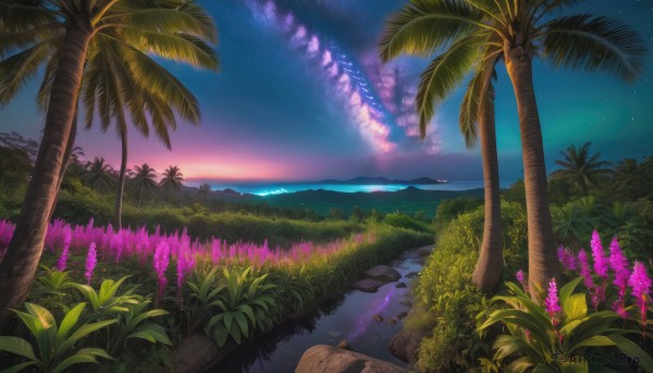 flower, outdoors, sky, water, tree, no humans, night, ocean, grass, plant, star (sky), nature, night sky, scenery, starry sky, rock, palm tree, horizon