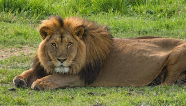 solo,full body,outdoors,lying,day,tears,no humans,animal,traditional media,crying,grass,on stomach,claws,realistic,animal focus,brown fur,lion,looking at viewer,signature,on side