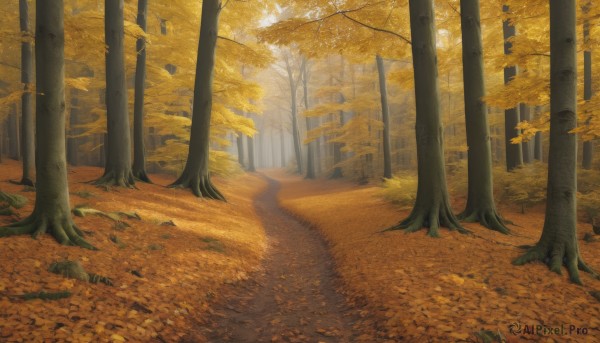 outdoors,day,tree,no humans,shadow,leaf,sunlight,grass,nature,scenery,forest,road,autumn leaves,autumn,path,falling leaves