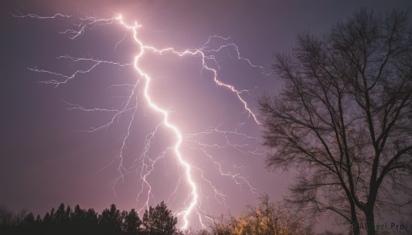 outdoors,sky,cloud,tree,no humans,night,cloudy sky,grass,nature,scenery,forest,electricity,bare tree,lightning