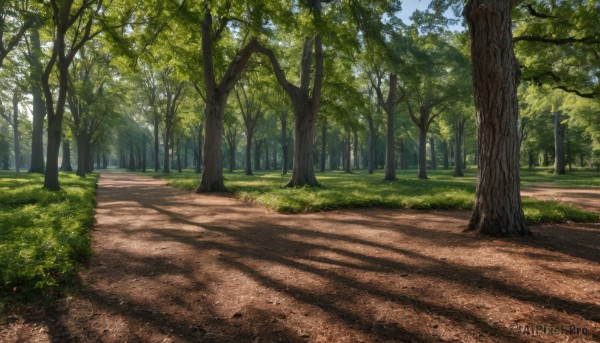 outdoors,sky,day,cloud,tree,blue sky,no humans,shadow,sunlight,grass,nature,scenery,forest,road,bush,path,plant,dappled sunlight