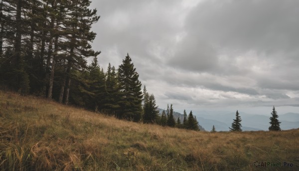 outdoors,sky,day,cloud,tree,no humans,cloudy sky,grass,nature,scenery,forest,field,landscape,grey sky