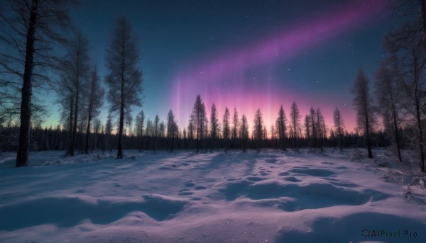 outdoors,sky,tree,no humans,night,star (sky),nature,night sky,scenery,snow,forest,starry sky,winter,bare tree,footprints,pine tree,aurora,water,landscape,shooting star