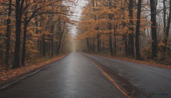 outdoors,day,tree,no humans,leaf,sunlight,nature,scenery,forest,light rays,road,autumn leaves,street,autumn,path,vanishing point,landscape