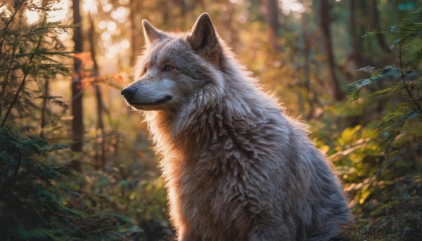 closed mouth, outdoors, day, blurry, tree, no humans, depth of field, blurry background, animal, nature, forest, realistic, animal focus, wolf