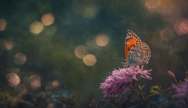 A unique subject captured beautifully in a dynamic scenery