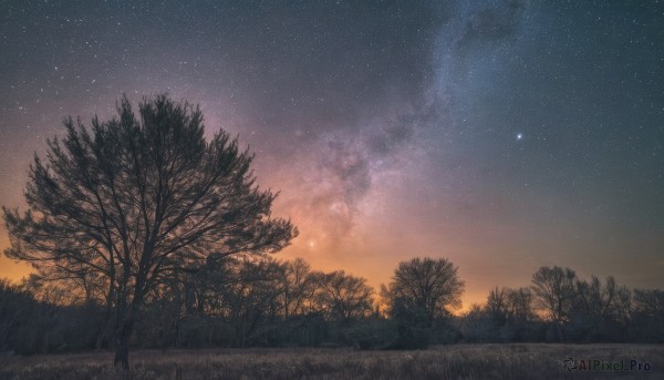 outdoors,sky,cloud,tree,no humans,night,grass,star (sky),nature,night sky,scenery,forest,starry sky,sunset,bare tree,gradient sky,milky way