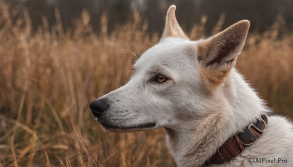 solo,brown eyes,closed mouth,outdoors,blurry,collar,no humans,blurry background,animal,grass,portrait,dog,realistic,animal focus,white fur,wolf,signature,from side,cat