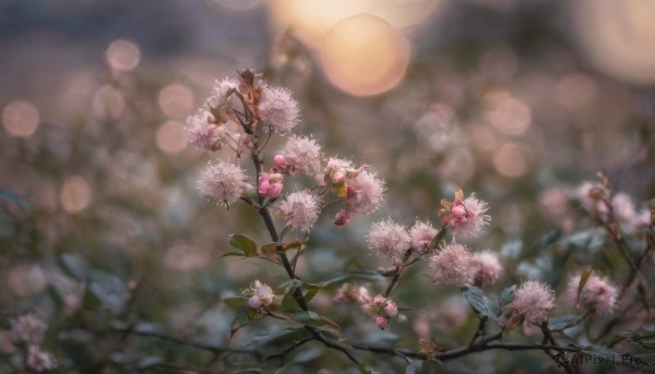 flower, outdoors, blurry, tree, no humans, depth of field, blurry background, bird, cherry blossoms, scenery, branch, bokeh