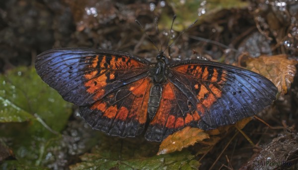 solo, wings, blurry, no humans, animal, leaf, bug, butterfly, antennae, butterfly wings, insect wings