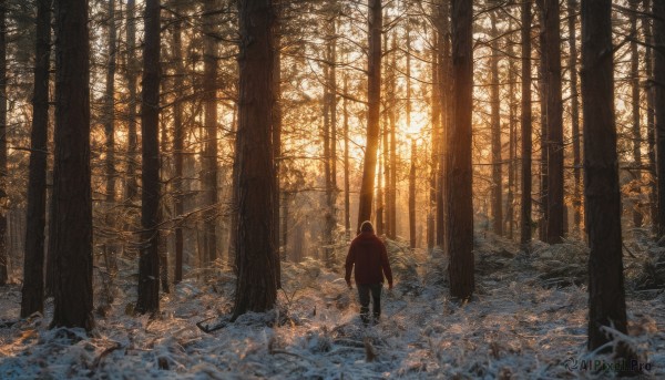 solo, 1boy, standing, ahoge, outdoors, from behind, tree, sunlight, nature, scenery, forest