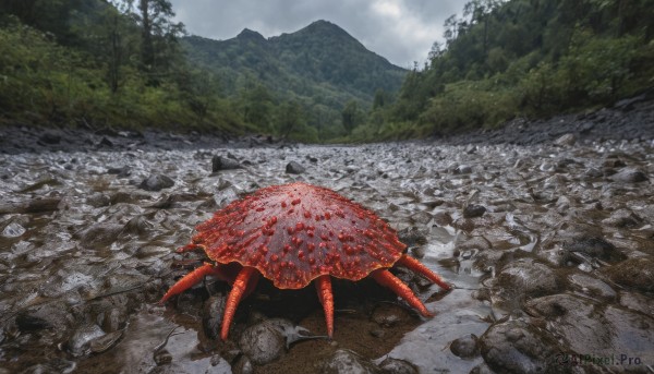 outdoors, sky, day, tree, no humans, nature, scenery, forest, rock, mountain, realistic, crab