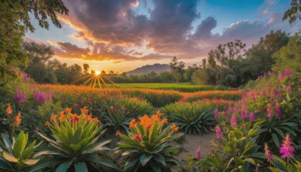 flower, outdoors, sky, cloud, tree, no humans, cloudy sky, grass, plant, nature, scenery, sunset, purple flower, sun, road, field, orange flower, path