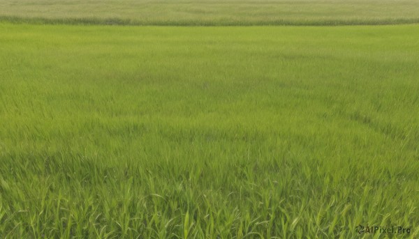 outdoors,sky,day,no humans,traditional media,grass,nature,scenery,field,green theme,plant