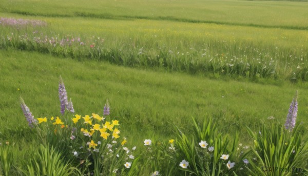 flower,outdoors,day,no humans,grass,white flower,scenery,yellow flower,purple flower,field,flower field,daisy,plant,nature,still life