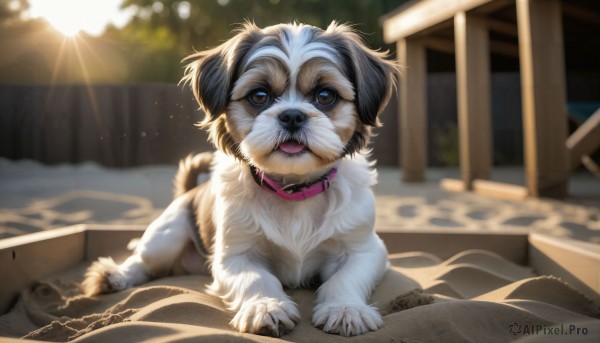 HQ,solo,looking at viewer,open mouth,brown eyes,outdoors,lying,day,tongue,blurry,collar,no humans,depth of field,blurry background,animal,fangs,sunlight,cat,lens flare,dog,light rays,realistic,sun,animal focus,sitting,teeth,watermark,box,cardboard box,animal collar