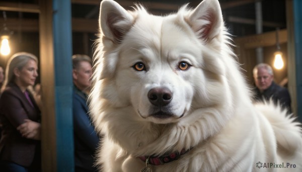 HQ,looking at viewer,grey hair,multiple boys,necktie,solo focus,indoors,blurry,collar,animal,formal,crossed arms,cat,3boys,suit,dog,realistic,door,bald,animal focus,old,old man,brown eyes,jewelry,necklace,orange eyes,depth of field,blurry background,fur,wolf