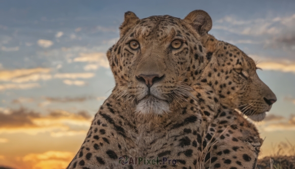 closed eyes,yellow eyes,outdoors,sky,day,tongue,cloud,blurry,blue sky,no humans,depth of field,blurry background,animal,cloudy sky,grass,looking up,sunset,realistic,animal focus,tiger,gradient sky,closed mouth,profile,portrait,scenery,close-up