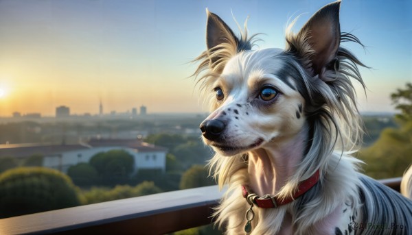 HQ,solo,blue eyes,outdoors,sky,blurry,collar,no humans,depth of field,blurry background,animal,building,scenery,sunset,dog,city,realistic,leash,sun,animal focus,animal collar,animal ears,brown eyes,upper body,day,tree,blue sky,cityscape,red collar,snout