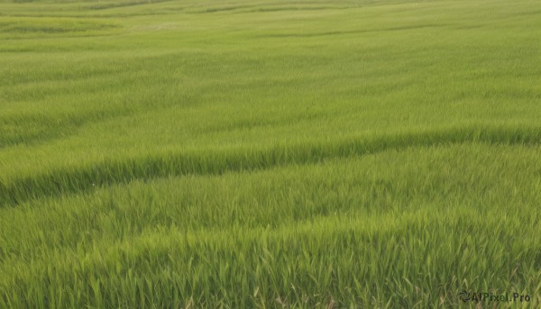 outdoors,sky,day,no humans,grass,nature,scenery,field,green theme,road