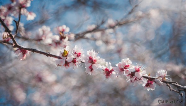 flower, outdoors, sky, day, cloud, blurry, tree, no humans, depth of field, cherry blossoms, scenery, branch, still life