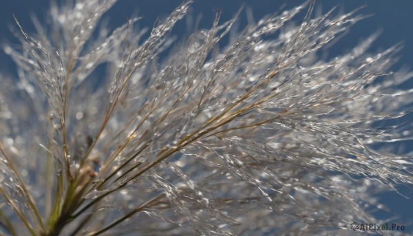 outdoors,sky,day,cloud,blurry,tree,blue sky,no humans,depth of field,cloudy sky,plant,scenery,snow,branch,bare tree,grass,blurry foreground,realistic,still life,wheat