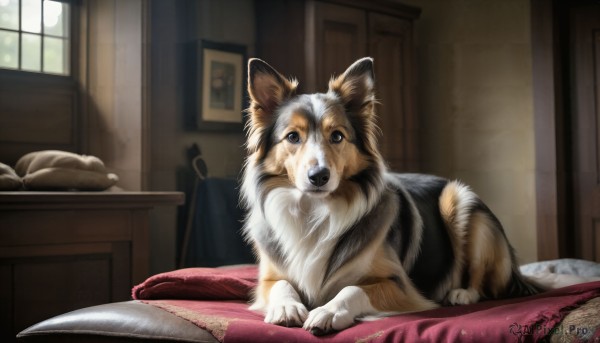 HQ,open mouth,blue eyes,day,indoors,pillow,no humans,window,bed,animal,umbrella,fangs,sunlight,cat,dog,realistic,door,blanket,animal focus,looking at viewer,brown eyes,sitting,lying,table,shiba inu