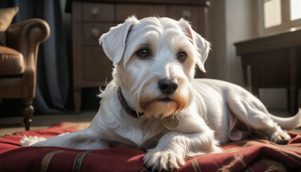 HQ,solo,brown eyes,heart,lying,day,indoors,blurry,collar,pillow,no humans,window,depth of field,blurry background,animal,chair,table,curtains,dog,realistic,blanket,animal focus,carpet,rug,looking at viewer,jewelry,earrings,artist name,signature,sunlight,on stomach,couch,white fur,heart earrings,animal collar,fluffy