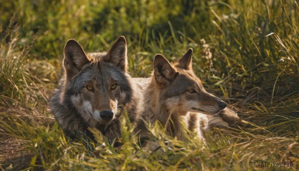 looking at viewer,outdoors,day,blurry,no humans,depth of field,blurry background,animal,grass,plant,nature,scenery,dog,realistic,animal focus,wolf,yellow eyes,lying,signature,on stomach