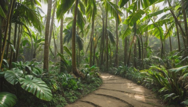 outdoors,day,tree,no humans,leaf,sunlight,grass,plant,nature,scenery,forest,road,dappled sunlight,path,bush