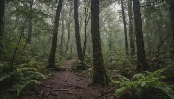 outdoors, day, tree, no humans, leaf, sunlight, grass, plant, nature, scenery, forest, green theme, path