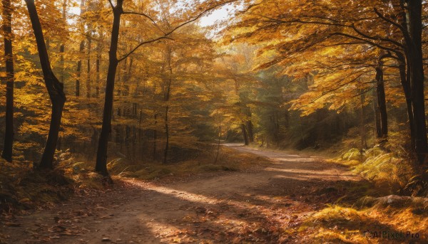 outdoors,day,tree,dutch angle,no humans,leaf,sunlight,grass,building,nature,scenery,forest,road,autumn leaves,street,autumn,path,vanishing point,sunset,dappled sunlight,landscape,orange theme