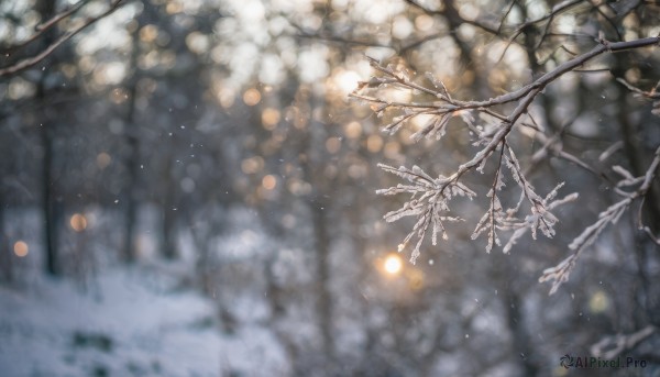 outdoors, blurry, tree, no humans, depth of field, scenery, snow, snowing, branch, winter, bare tree, bokeh