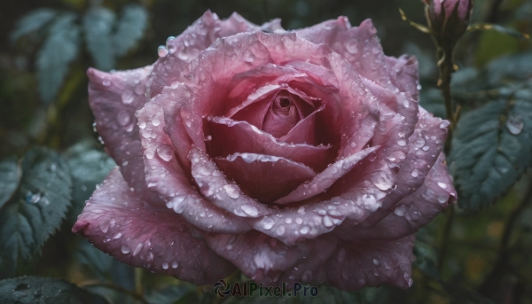 solo,looking at viewer,open mouth,flower,outdoors,teeth,blurry,pokemon (creature),no humans,depth of field,blurry background,leaf,fangs,plant,sharp teeth,tentacles,monster,water drop,realistic,one-eyed,horror (theme),animal,nature,pink flower,still life,snail